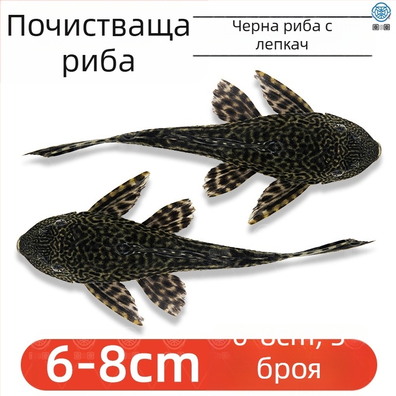 Живи почистващи риби за пресноводни аквариуми — почистват отпадъци и водорасли