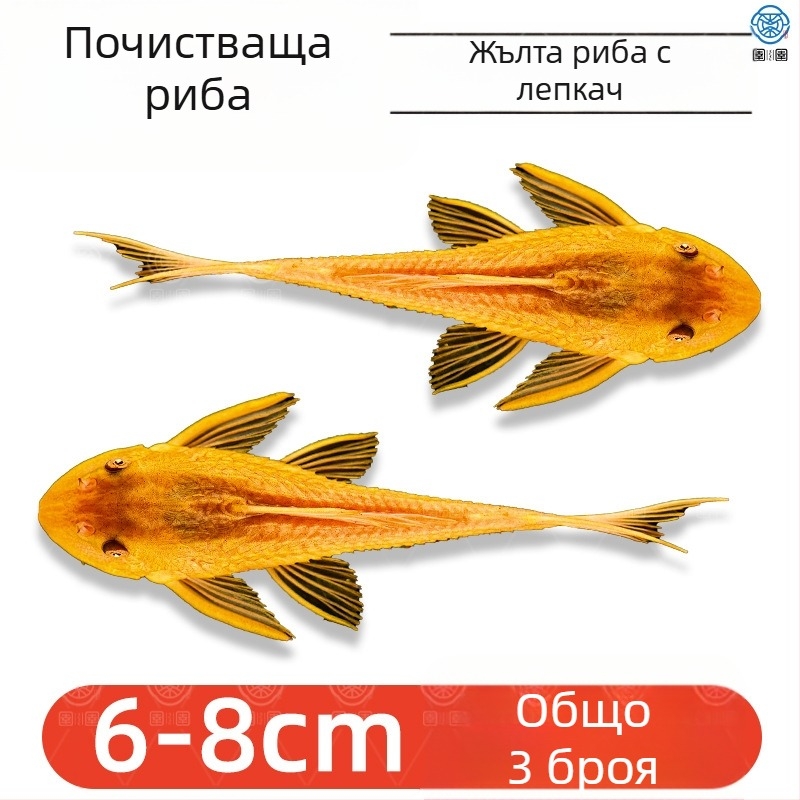 Живи почистващи риби за пресноводни аквариуми — почистват отпадъци и водорасли