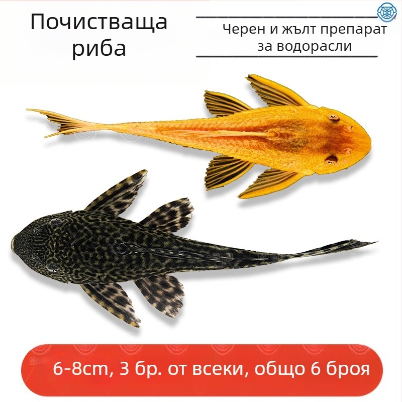 Живи почистващи риби за пресноводни аквариуми — почистват отпадъци и водорасли