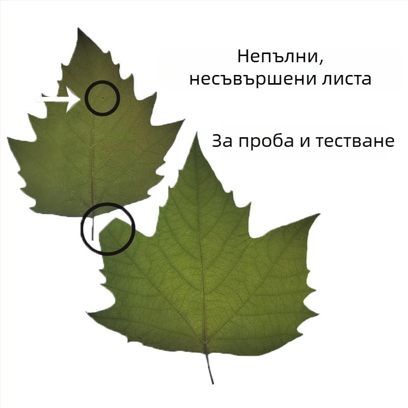 Wutong листа за лазерно гравиране и резба по листа – сушени естествени листа, материал за ръчна изработка