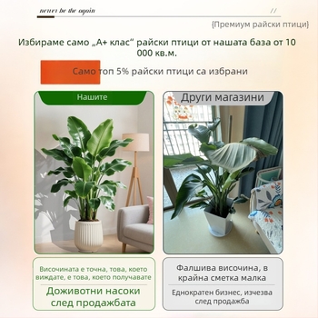 Птиче цвете в саксия — голямо вътрешно растение за всекидневна и офис, декоративно зелено