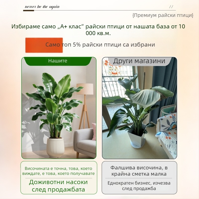 Птиче цвете в саксия — голямо вътрешно растение за всекидневна и офис, декоративно зелено