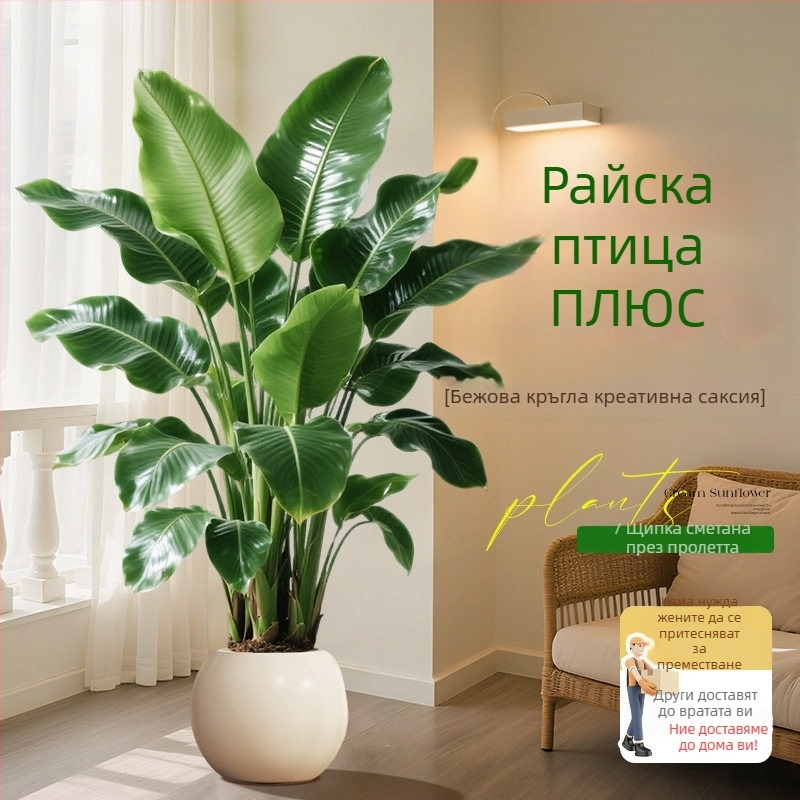 Птиче цвете в саксия — голямо вътрешно растение за всекидневна и офис, декоративно зелено