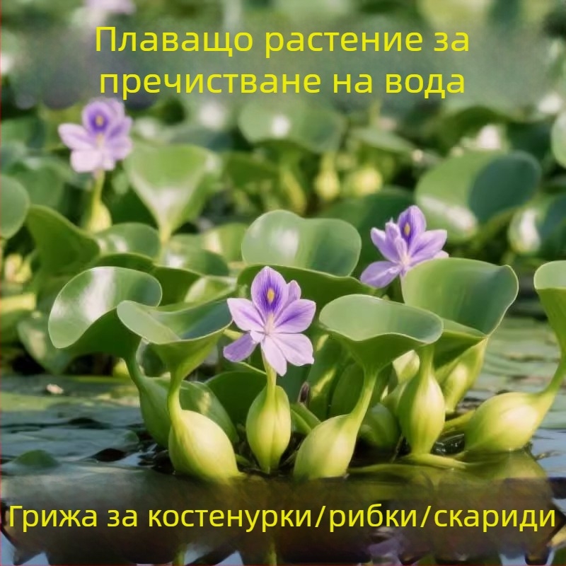 Воден хиацинт – хидропонно растение за езера и водни градини, пречистване на водата и кислородиране, за костенурки и риби, сладководно цъфтящо