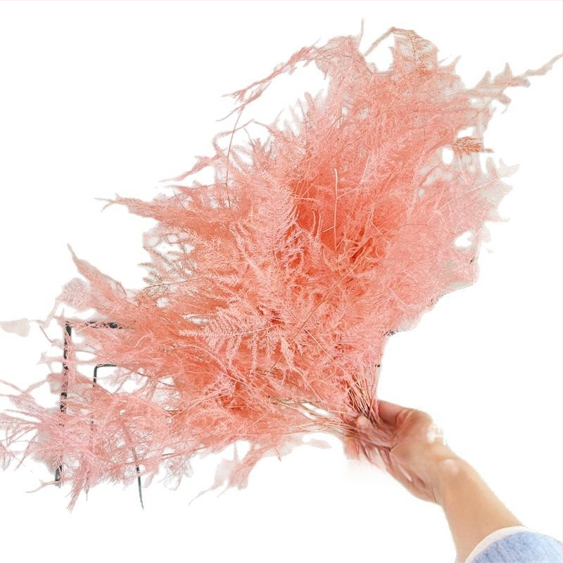 Висящо декоративно цвете, вечни цветя, сорт Аспарагус — Beautiful flowers