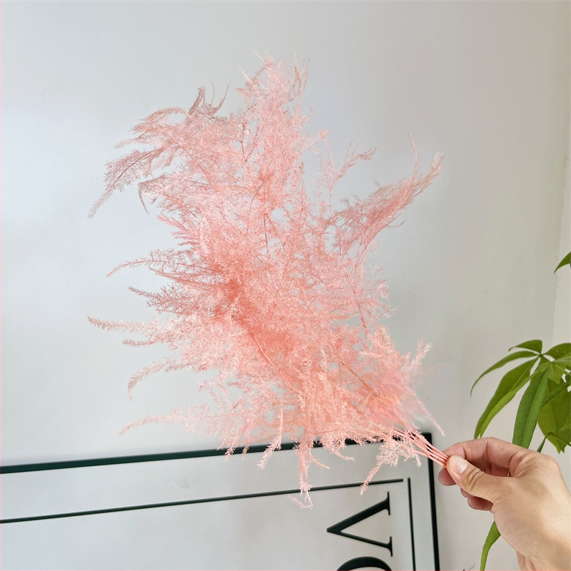 Висящо декоративно цвете, вечни цветя, сорт Аспарагус — Beautiful flowers