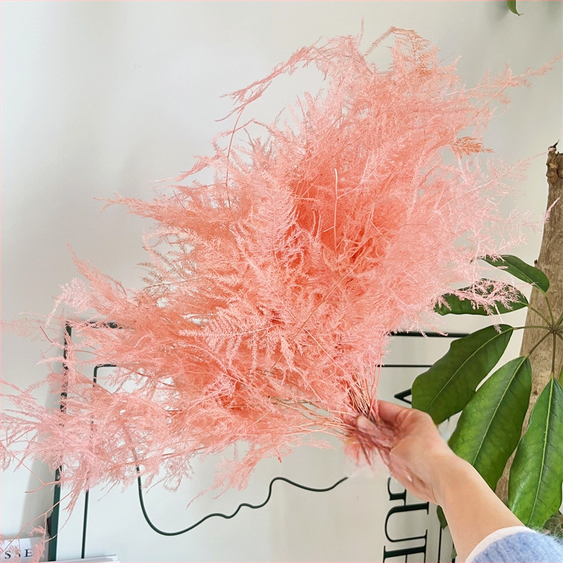 Висящо декоративно цвете, вечни цветя, сорт Аспарагус — Beautiful flowers