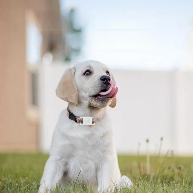 Šuns GPS anti-pasimetimo lokatorius – mini, atsparus vandeniui apykaklė (GPS, mini, atsparus vandeniui)