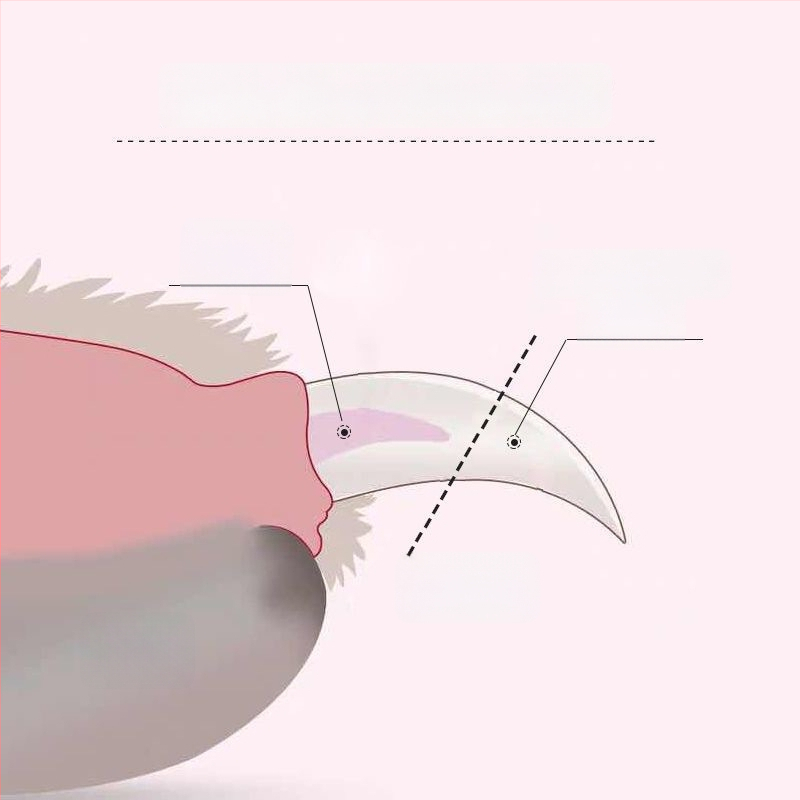 Tăietor pentru unghii de pisică, 2 în 1, cu fișier LED și polisare unghii