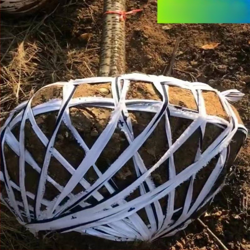 Laika izturīgas auduma lentes saistīšanai, šņorju un plakanās siksnas mājsaimniecībai, augļu koka zariem vilkšanai