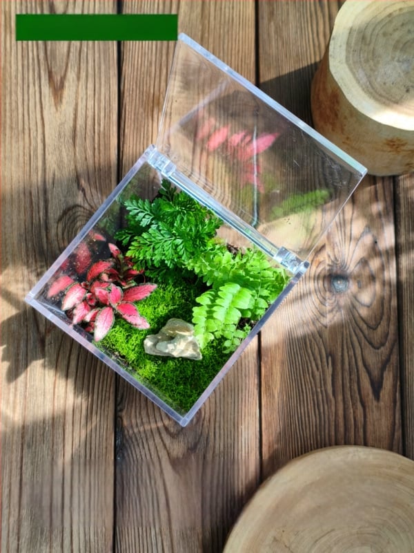 Комплект мъхов микро пейзаж – квадратна кутия, настолно растение, материал от копринени цветя, варианта tortoise shell, за сватби