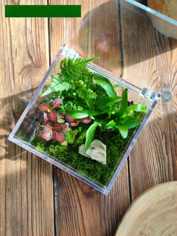 Комплект мъхов микро пейзаж – квадратна кутия, настолно растение, материал от копринени цветя, варианта tortoise shell, за сватби
