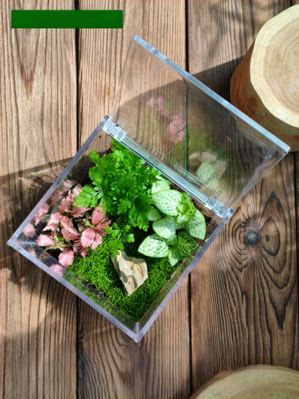 Комплект мъхов микро пейзаж – квадратна кутия, настолно растение, материал от копринени цветя, варианта tortoise shell, за сватби