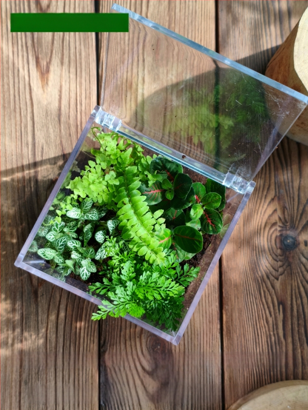 Комплект мъхов микро пейзаж – квадратна кутия, настолно растение, материал от копринени цветя, варианта tortoise shell, за сватби