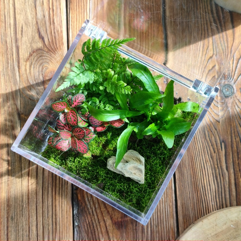 Комплект мъхов микро пейзаж – квадратна кутия, настолно растение, материал от копринени цветя, варианта tortoise shell, за сватби