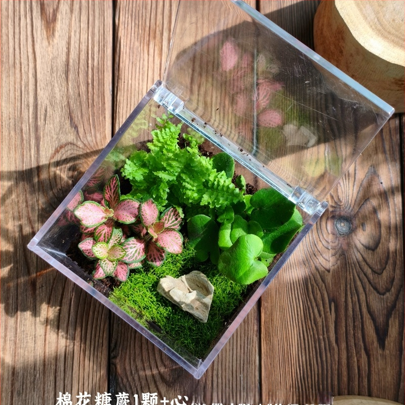 Комплект мъхов микро пейзаж – квадратна кутия, настолно растение, материал от копринени цветя, варианта tortoise shell, за сватби