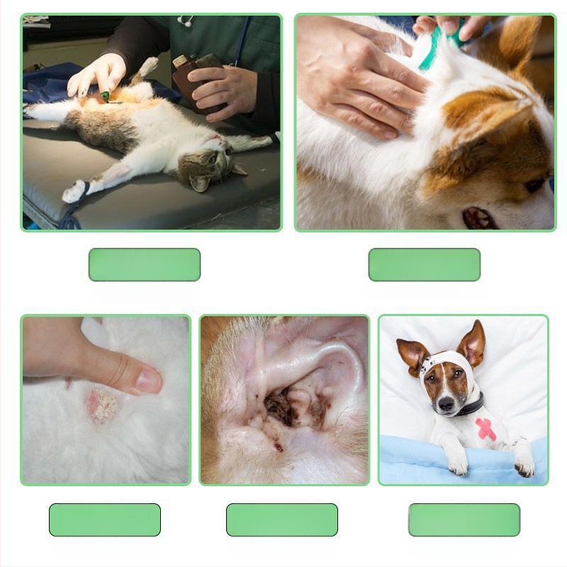 елизабетова яка за котки и кучета — защита от ухапване и облизване, след стерилизация