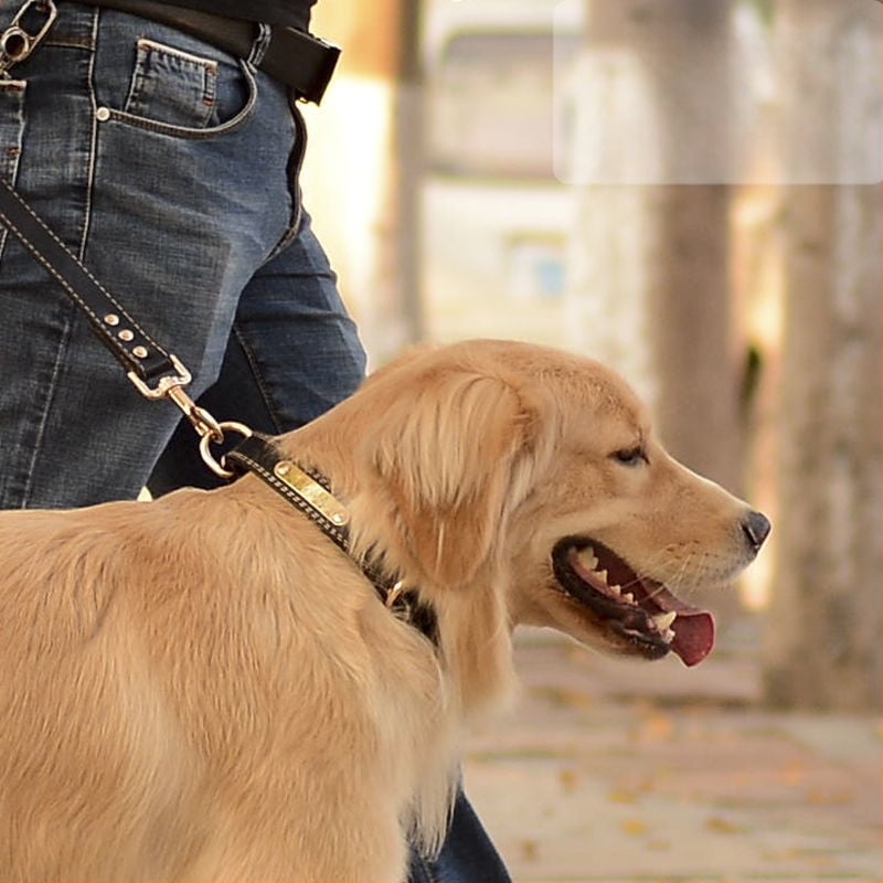 Κολάρο σκύλου – Δέρμα βοδιού, Πολυεπίπεδο σχέδιο, Δερμάτινο μενταγιόν (Μάρκα: Unique, Υλικό: Δέρμα βοδιού, Μενταγιόν: Δέρμα)