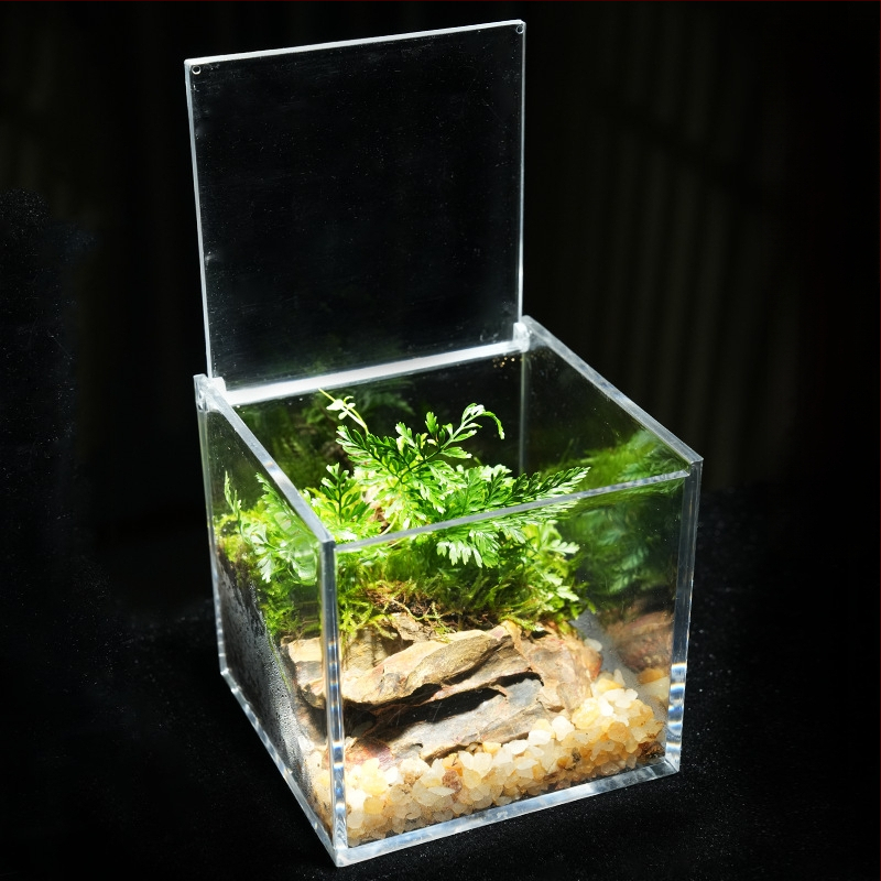 Φυτό γραφείου με μικρο-τοπιογραφία από βρύα – ακρυλικό, στυλ λιβαδιού, χειροποίητο, αφρώδες κουτί συσκευασίας, έτοιμο για δώρο