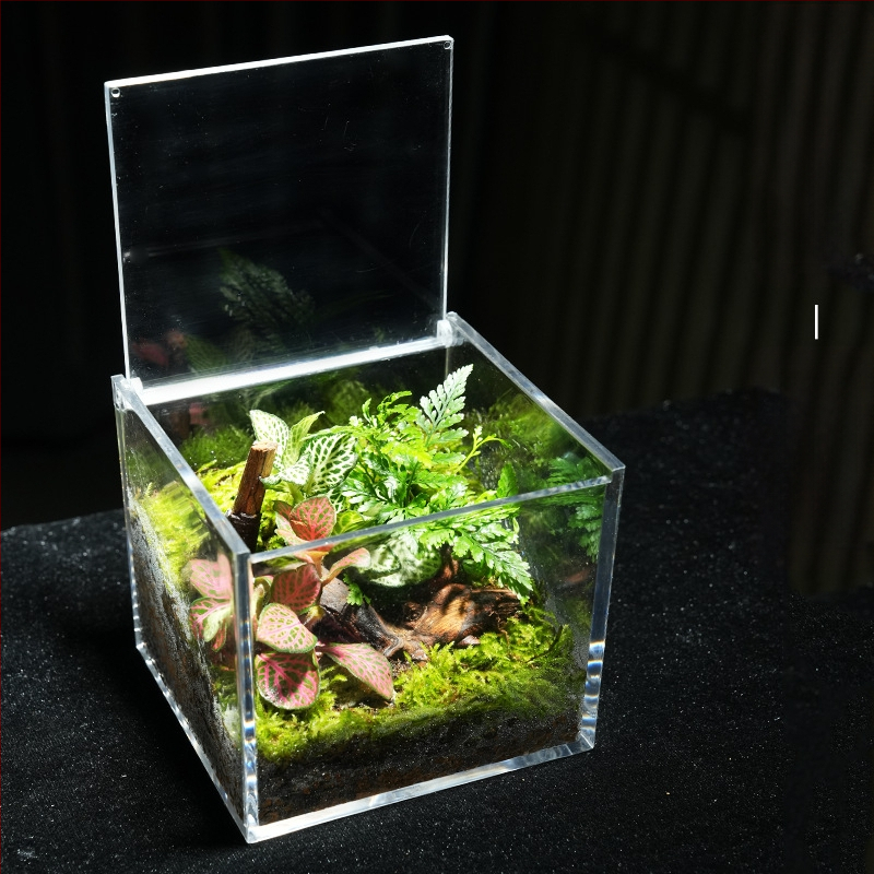 Φυτό γραφείου με μικρο-τοπιογραφία από βρύα – ακρυλικό, στυλ λιβαδιού, χειροποίητο, αφρώδες κουτί συσκευασίας, έτοιμο για δώρο