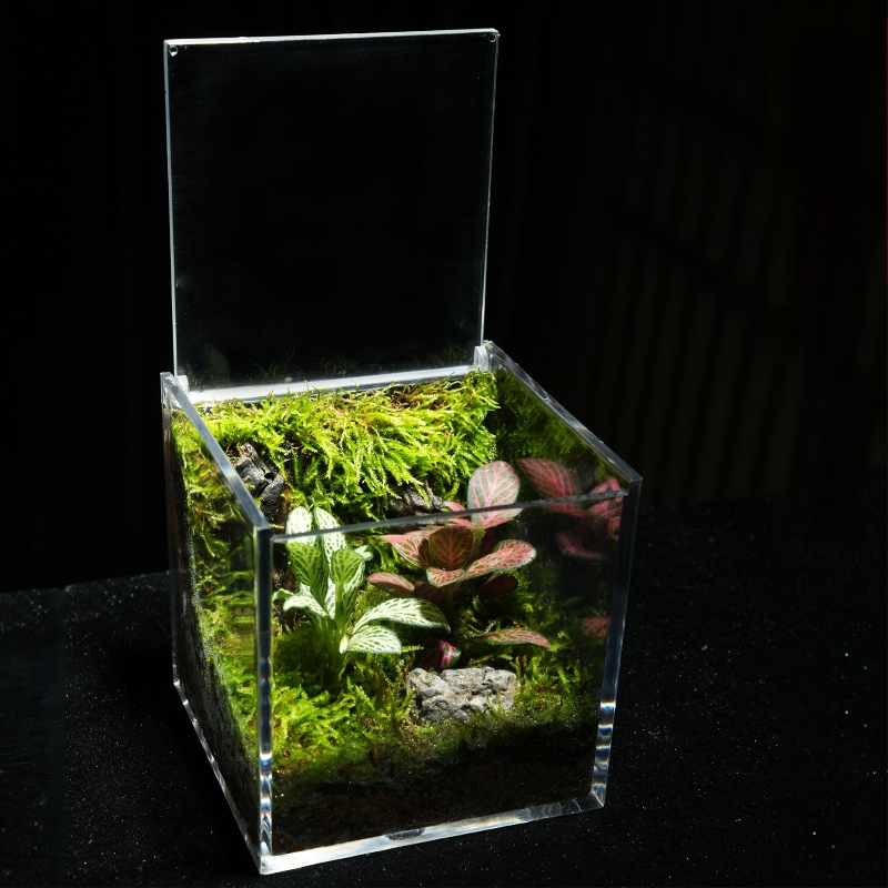 Φυτό γραφείου με μικρο-τοπιογραφία από βρύα – ακρυλικό, στυλ λιβαδιού, χειροποίητο, αφρώδες κουτί συσκευασίας, έτοιμο για δώρο