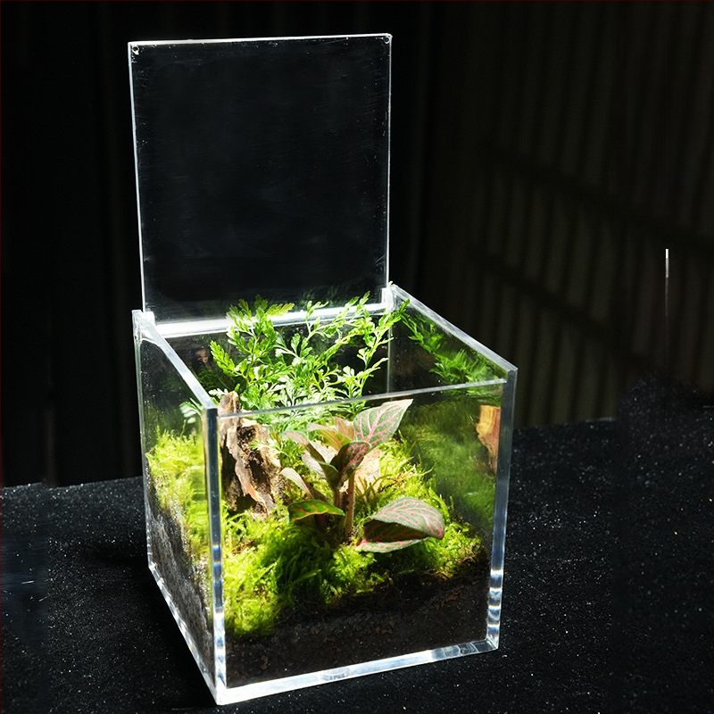 Φυτό γραφείου με μικρο-τοπιογραφία από βρύα – ακρυλικό, στυλ λιβαδιού, χειροποίητο, αφρώδες κουτί συσκευασίας, έτοιμο για δώρο