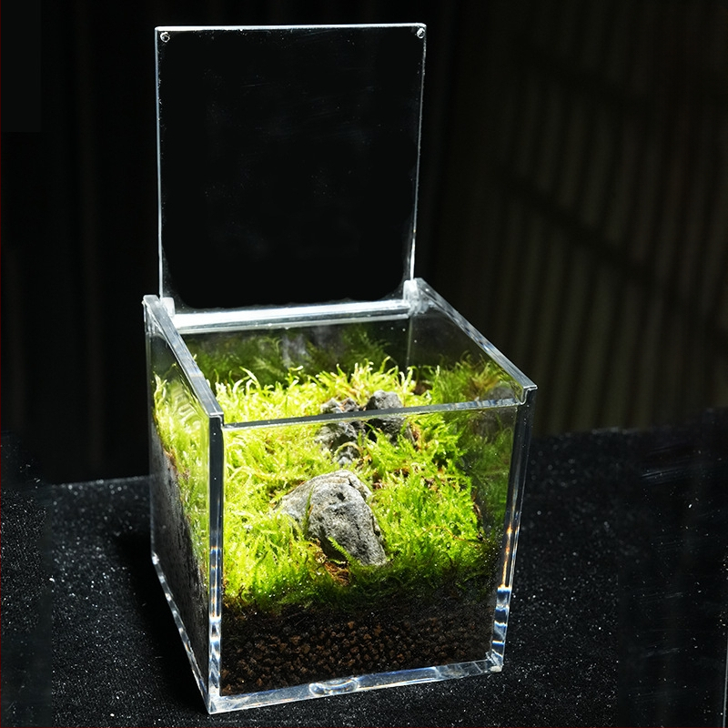 Φυτό γραφείου με μικρο-τοπιογραφία από βρύα – ακρυλικό, στυλ λιβαδιού, χειροποίητο, αφρώδες κουτί συσκευασίας, έτοιμο για δώρο