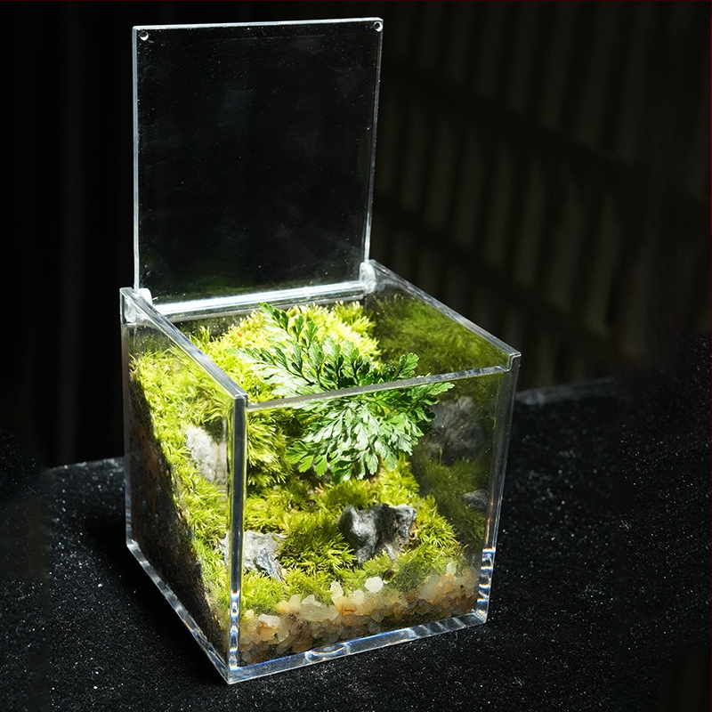 Φυτό γραφείου με μικρο-τοπιογραφία από βρύα – ακρυλικό, στυλ λιβαδιού, χειροποίητο, αφρώδες κουτί συσκευασίας, έτοιμο για δώρο