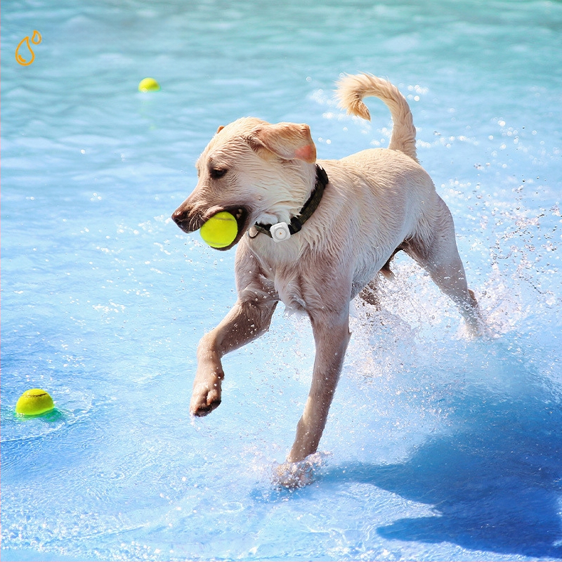GPS ιχνηλάτης κατοικίδιου με παρακολούθηση υγείας, θερμοκρασίας και καρδιακών παλμών για σκύλους και γάτες – συμβατό με Android και iOS, μπαταρία 600mAh, USB 2.0, ABS+PC περίβλημα