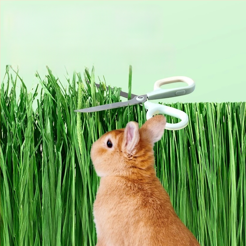 Sausa barība mājdzīvniekiem – Yee/Italian Brand (Tips: sausa barība; Zīmols: Yee/Italian Brand; Svars: 500 g; Kategorija: mājdzīvnieku barība; Privātā etiķete ar licenci: Jā)