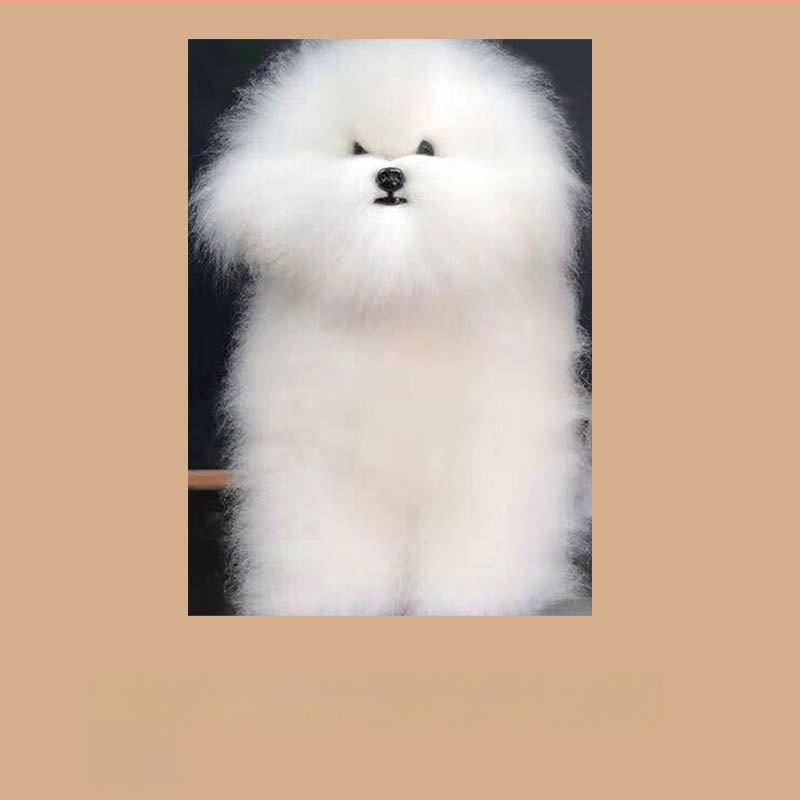 Model de câine pentru instruire cu schelet standard și blană completă; materiale: lână sintetică și plastic