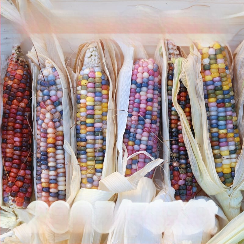 Ornament minimalist cu temă porumb | confecție semi-manuală și semi-mechanică | potrivit ca cadou publicitar sau cadou de afaceri | fără drepturi de proprietate intelectuală