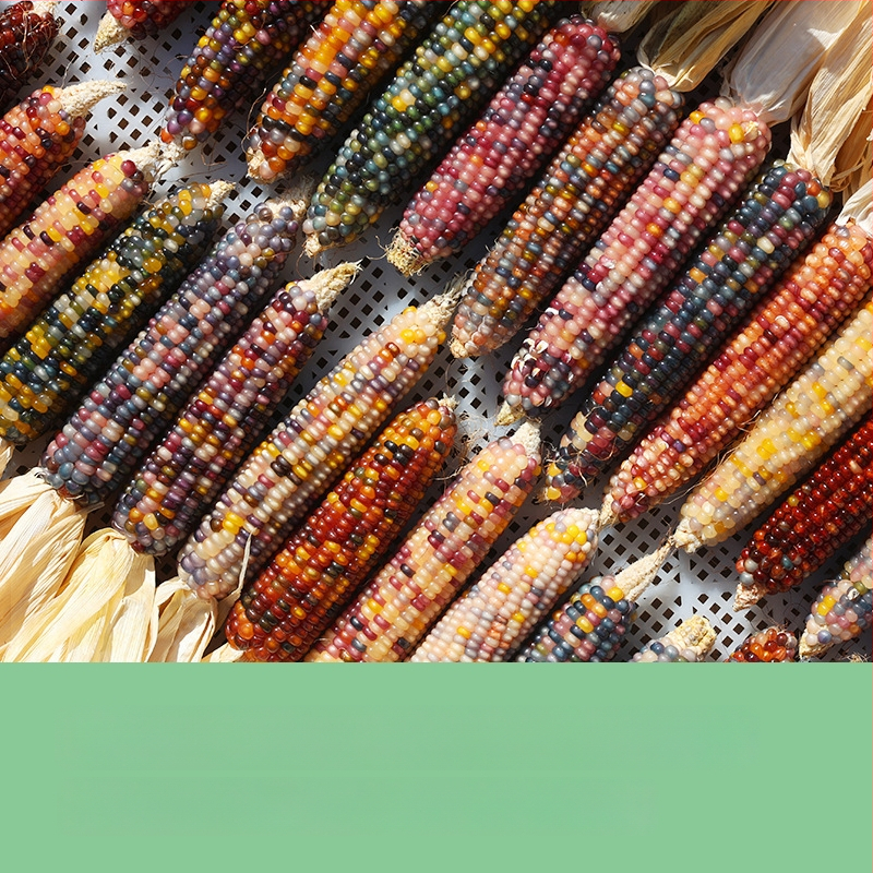 Ornament minimalist cu temă porumb | confecție semi-manuală și semi-mechanică | potrivit ca cadou publicitar sau cadou de afaceri | fără drepturi de proprietate intelectuală