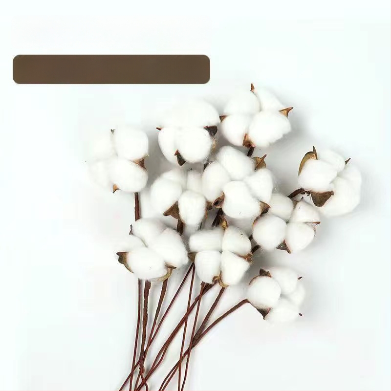 Ramuri uscate de kapok pentru decorul peretelui – nepigmentate, brand unic, altă varietate