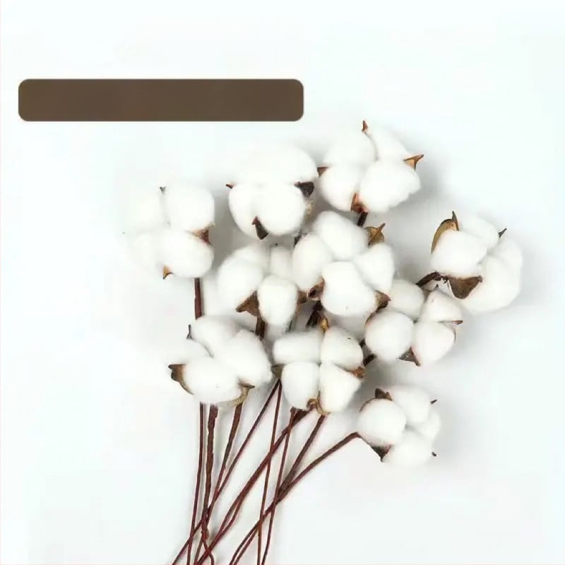 Ramuri uscate de kapok pentru decorul peretelui – nepigmentate, brand unic, altă varietate