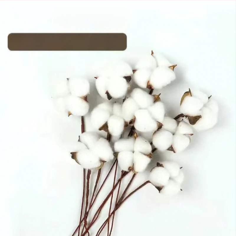 Ramuri uscate de kapok pentru decorul peretelui – nepigmentate, brand unic, altă varietate