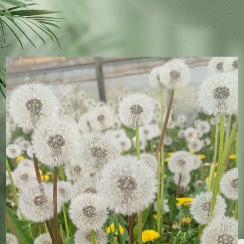 Kit DIY cu flori păstrate: păpădie în cutie cu capac de sticlă, materiale din flori naturale, rășină