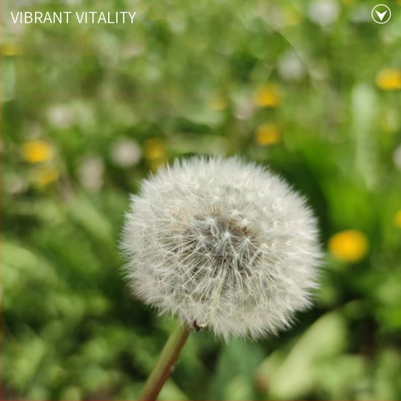 Kit DIY cu flori păstrate: păpădie în cutie cu capac de sticlă, materiale din flori naturale, rășină