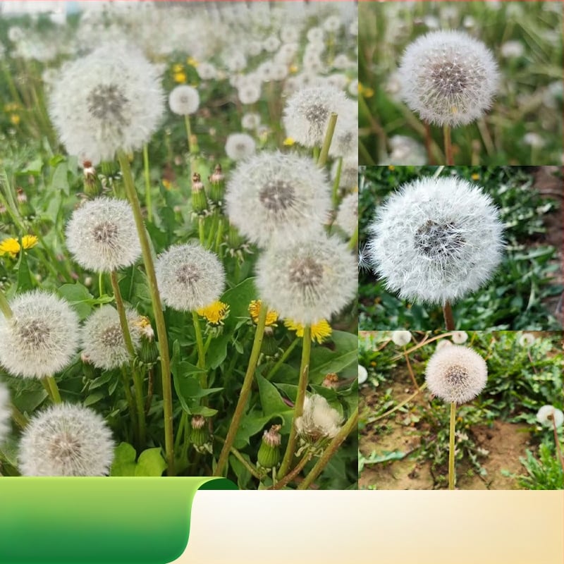 Kit DIY cu flori păstrate: păpădie în cutie cu capac de sticlă, materiale din flori naturale, rășină