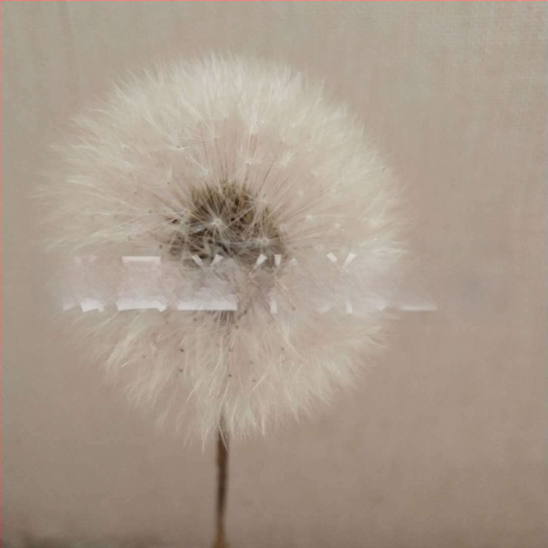 Kit DIY cu flori păstrate: păpădie în cutie cu capac de sticlă, materiale din flori naturale, rășină