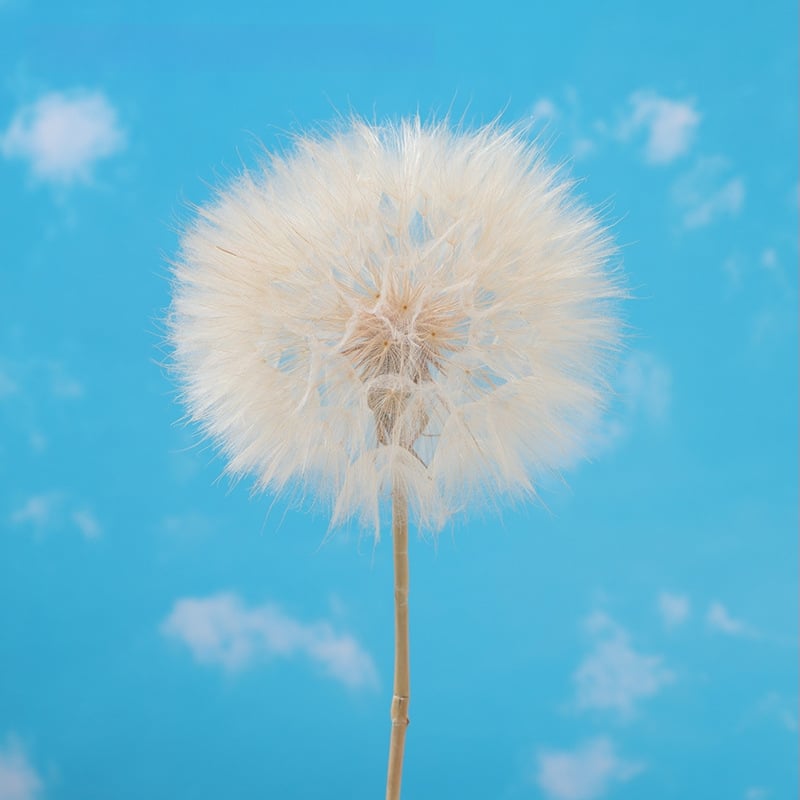 Păpădie gigantică uscată – flori nemurite, materiale DIY pentru decor, vază și recuzită pentru fotografii