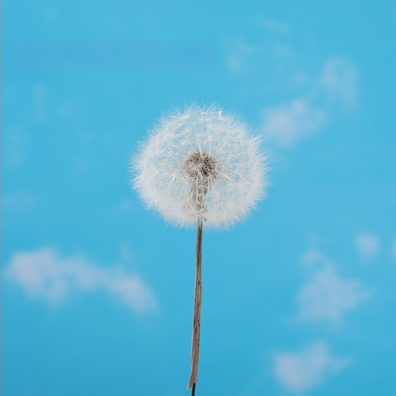 Păpădie gigantică uscată – flori nemurite, materiale DIY pentru decor, vază și recuzită pentru fotografii