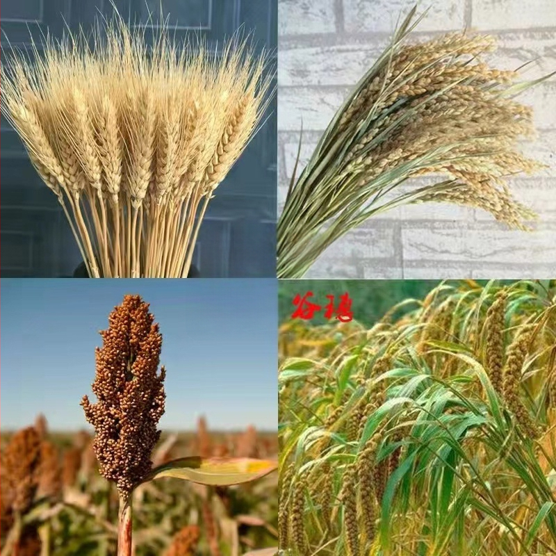 Szárított szorghum dekoratív virágszálak, levél erezet textúra, színezés nélkül, faldekorációhoz