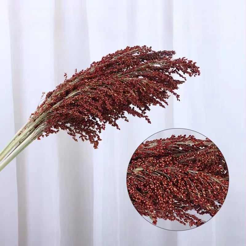 Szárított szorghum dekoratív virágszálak, levél erezet textúra, színezés nélkül, faldekorációhoz