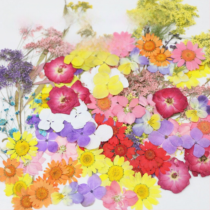 Specimen de flori uscate vopsite pentru DIY, artă în rășină și fotografie, pentru săculețe parfumate