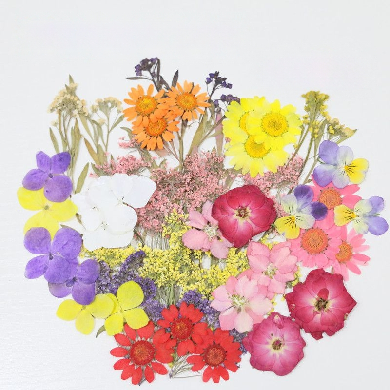 Specimen de flori uscate vopsite pentru DIY, artă în rășină și fotografie, pentru săculețe parfumate