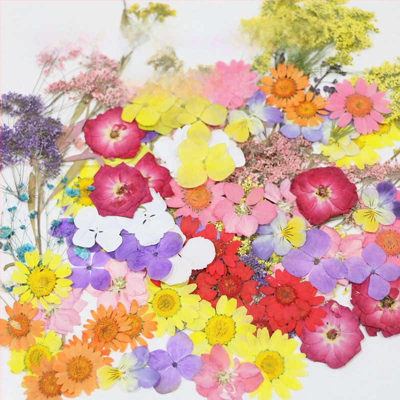 Specimen de flori uscate vopsite pentru DIY, artă în rășină și fotografie, pentru săculețe parfumate