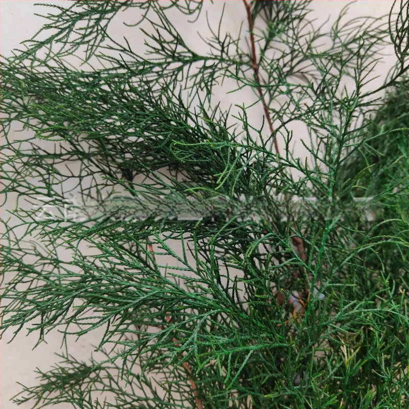 Ágak - fenyő ciprus, festett, Qiyang márka, dekoratív falak