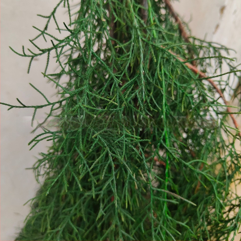 Ágak - fenyő ciprus, festett, Qiyang márka, dekoratív falak