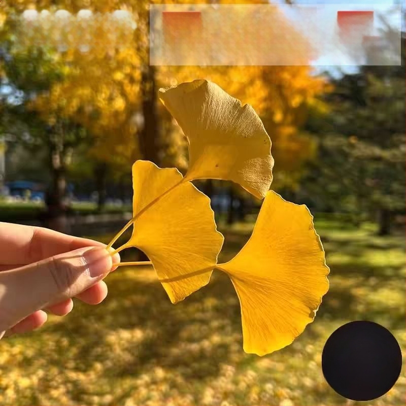 Ginkgo falevél ág – faldekorációs példány, színezés nélkül, természetes megjelenés